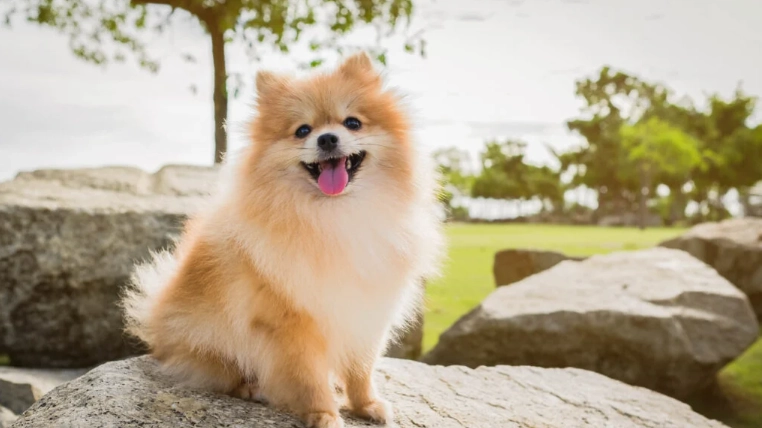 博美犬體重控制