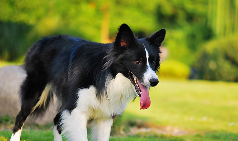 边境牧羊犬智商