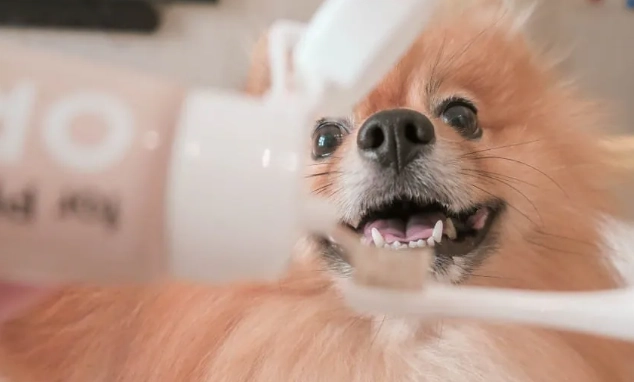 狗狗口腔保健產品