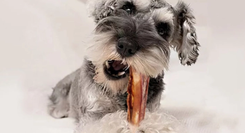 寵物磨牙解決方案