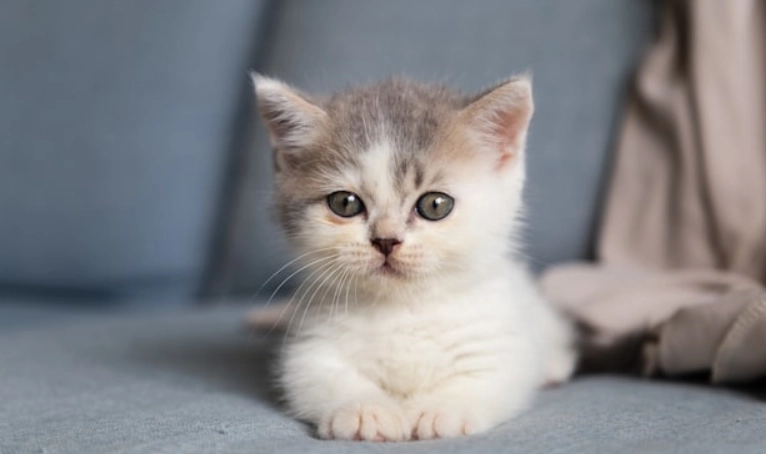 貓咪結紮時間 貓咪結紮時間