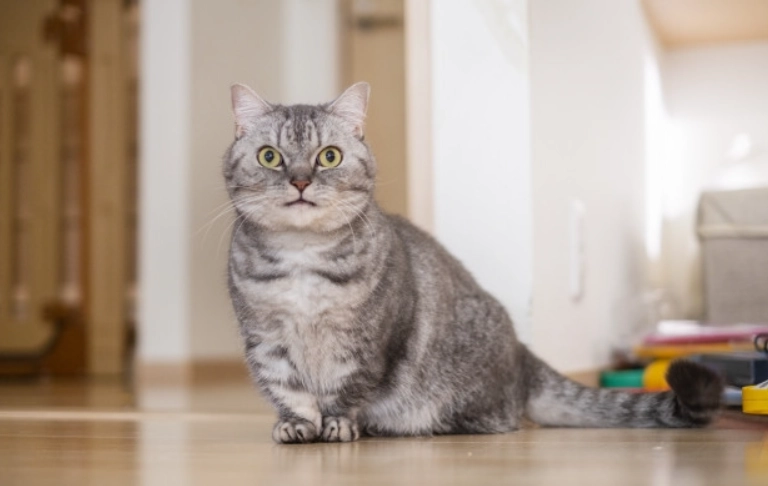 曼赤肯短腿貓認養