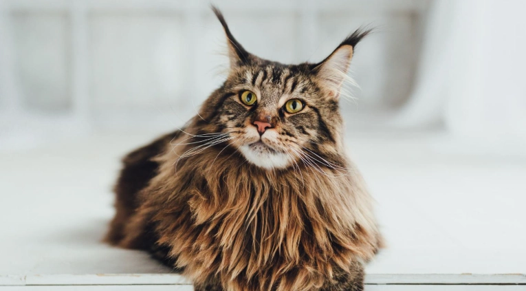長毛貓飼養 長毛貓飼養