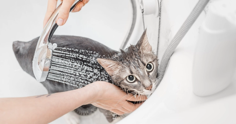 貓咪洗澡注意事項