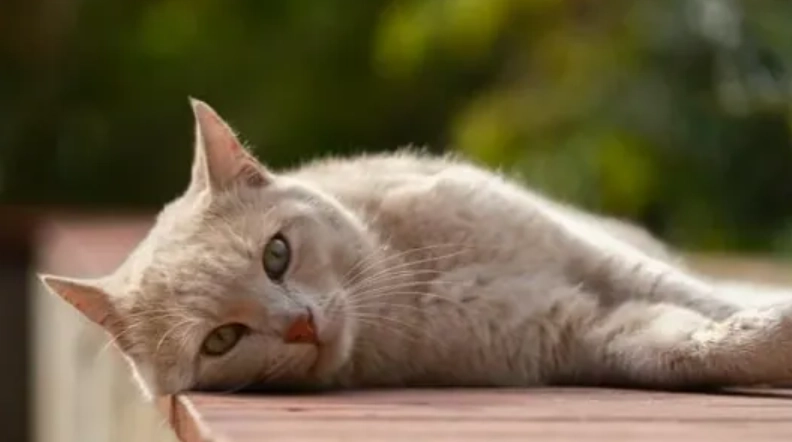 貓腹瀉顏色 貓腹瀉顏色