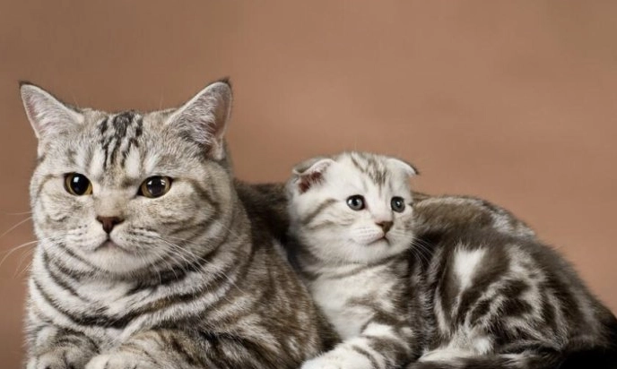 母貓絕育時機 母貓絕育時機