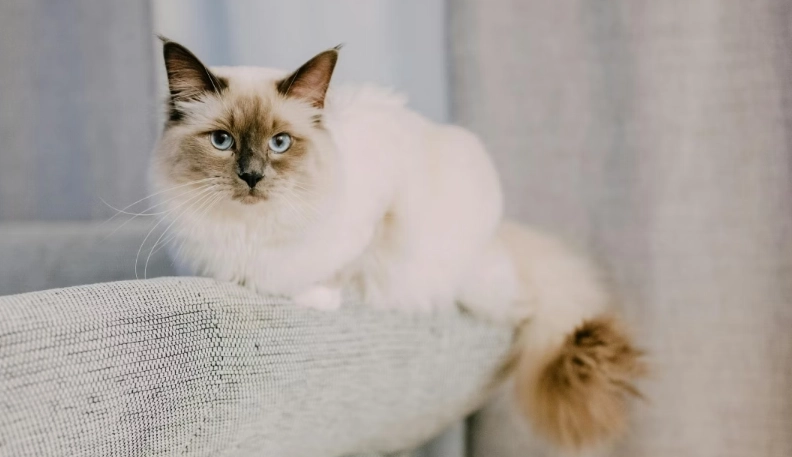 外國貓品種介紹