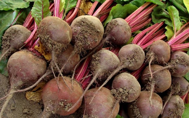 甜菜根 碳水化合物