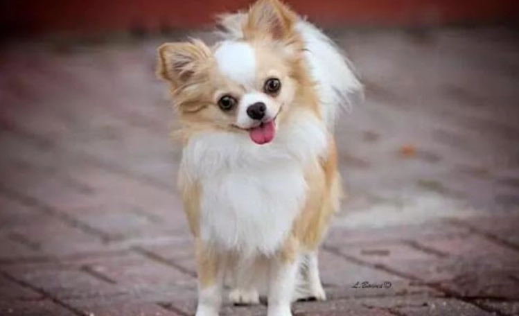 小型狗寿命 小型狗寿命