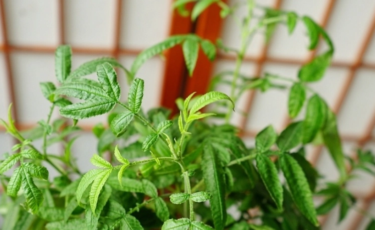 萬壽菊葉子使用方法