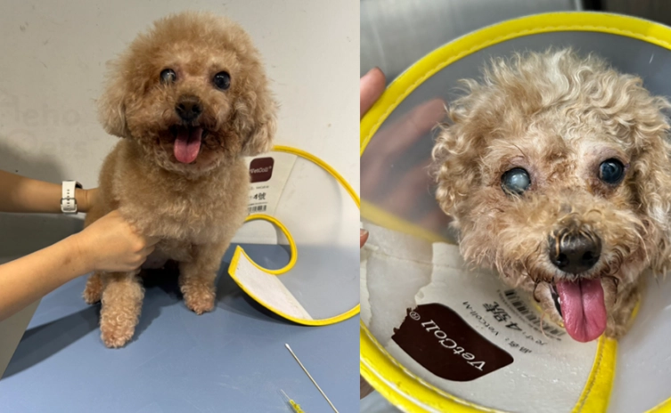 狗狗白內障治療