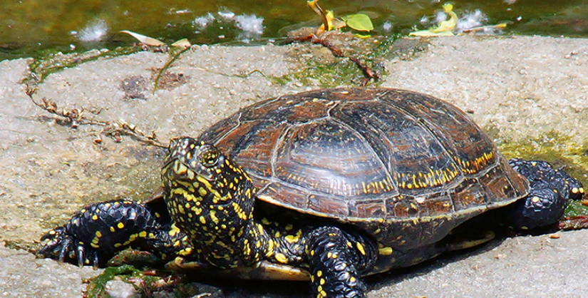歐洲澤龜飼養 歐洲澤龜飼養