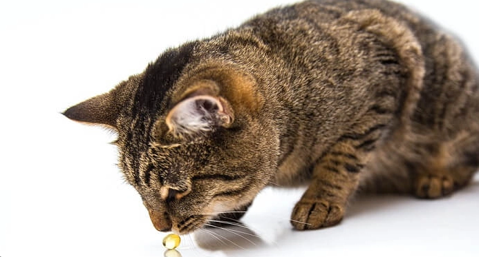 貓咪便秘魚油推薦