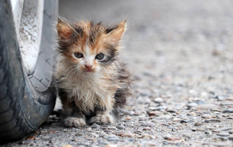 流浪貓處理方法