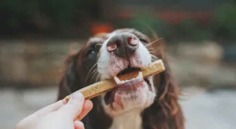 狗零食健康影響