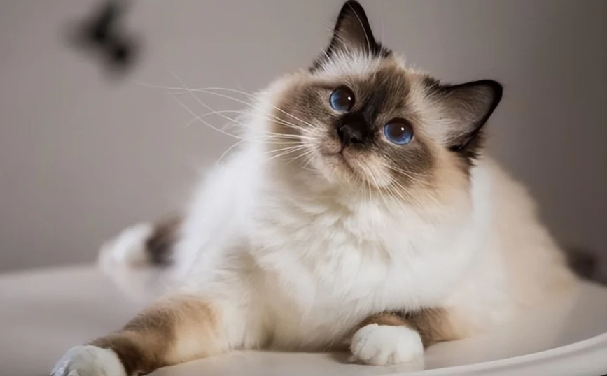 布偶貓聰明嗎 布偶貓聰明嗎