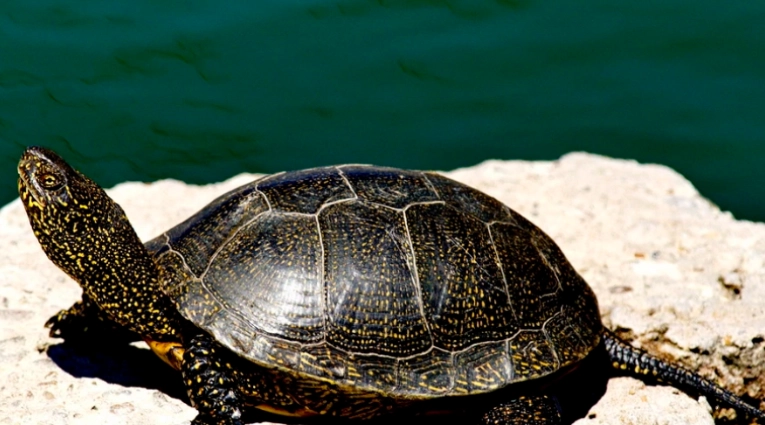 歐洲澤龜飼養 歐洲澤龜飼養