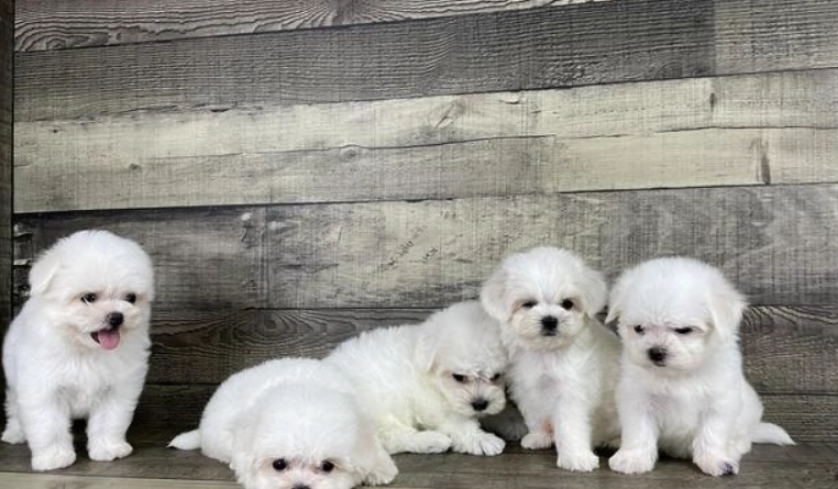 迷你瑪爾濟斯健康問題