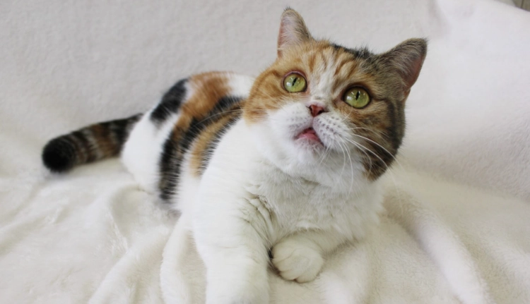 曼赤肯猫健康 曼赤肯猫健康