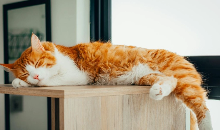 貓拉肚子禁食 貓拉肚子禁食