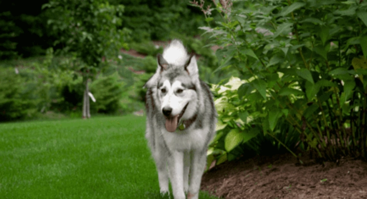 混血犬飼養 混血犬飼養