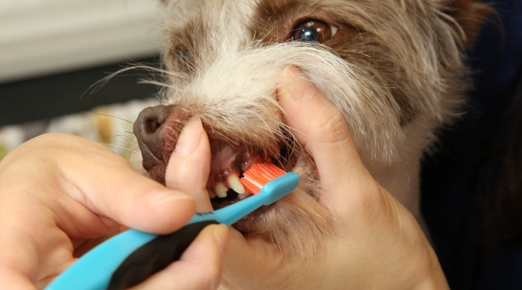 狗口腔護理