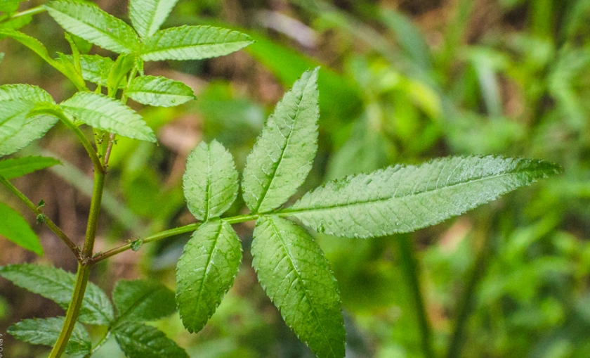 萬壽菊葉子使用方法