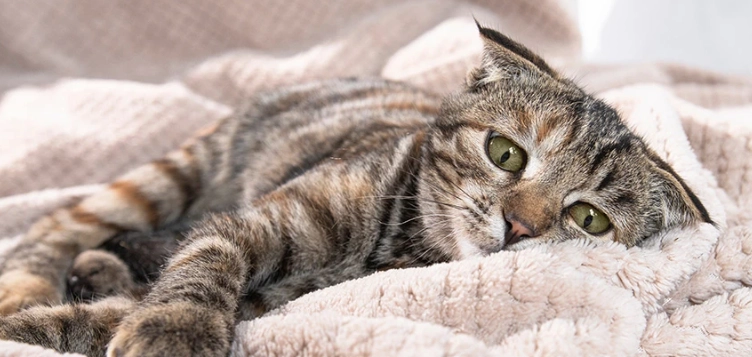 貓愛滋症狀 貓愛滋症狀