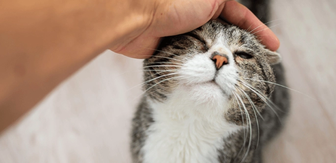 貓愛滋治療 貓愛滋治療