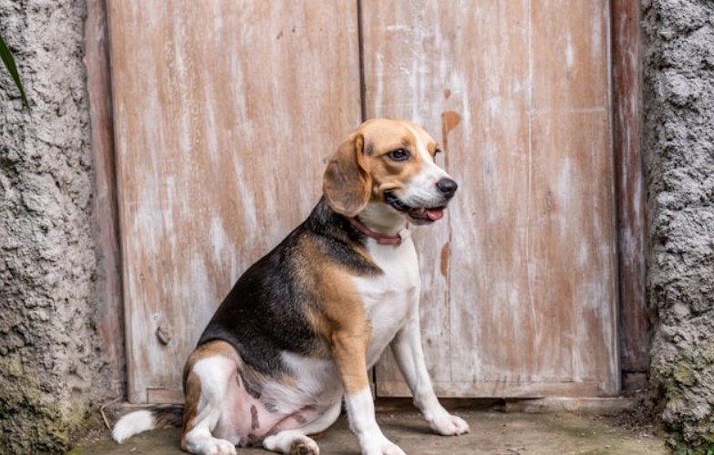 結紮後遺症照護