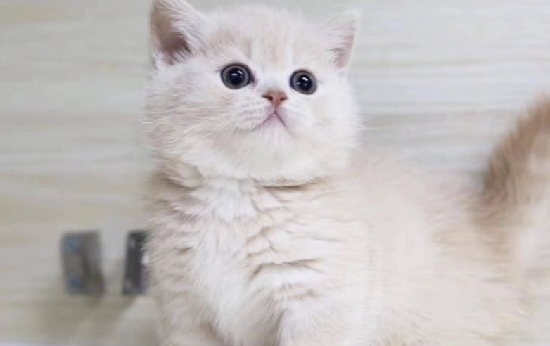 曼基貓品種 曼基貓品種