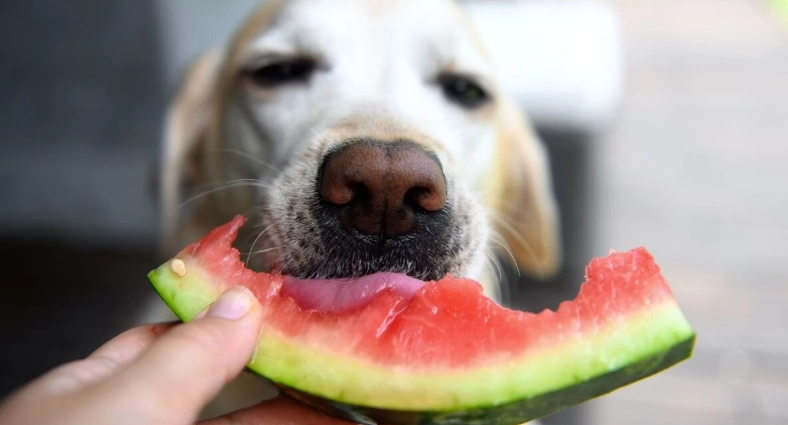 狗狗吃哈密瓜好處