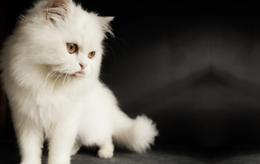 長毛貓品種介紹 長毛貓品種介紹