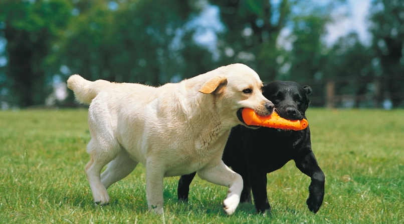 拉布拉多犬優缺點