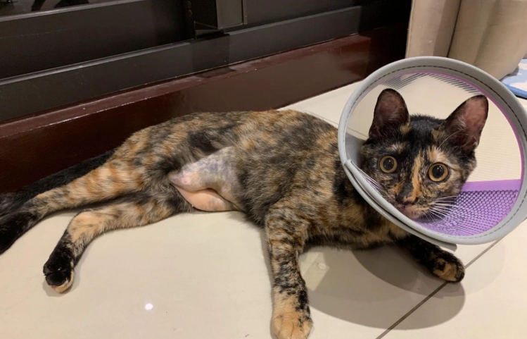 母貓絕育時機 母貓絕育時機