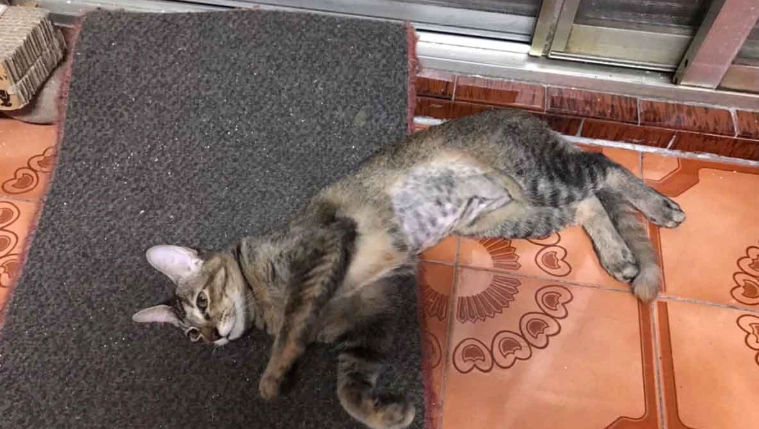 母貓結紮年齡 母貓結紮年齡