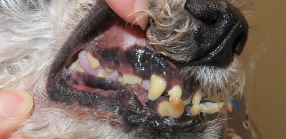 狗狗牙齦炎