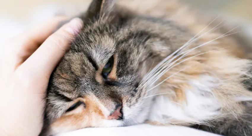 貓愛滋治療 貓愛滋治療