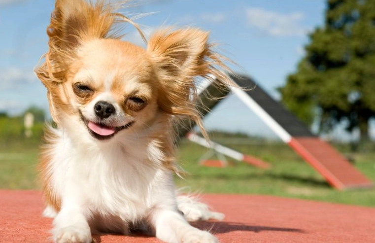 延长小狗寿命 延长小狗寿命