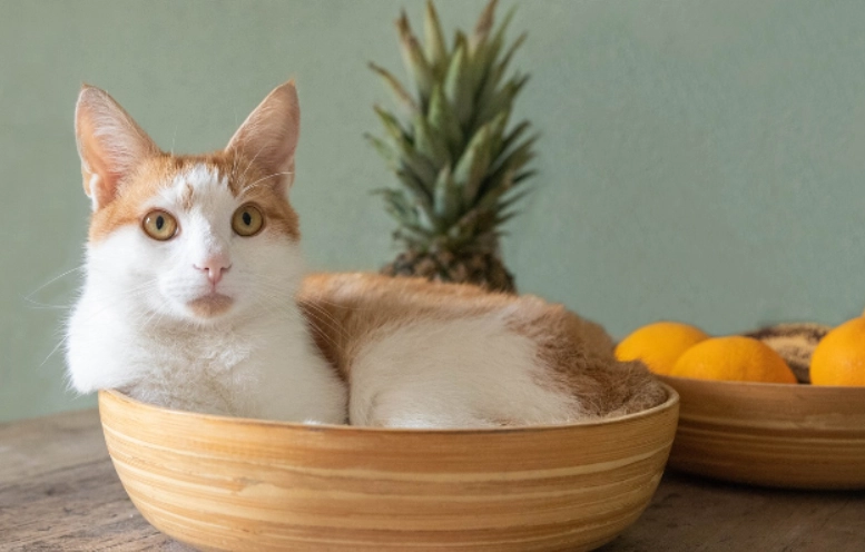 貓鳳梨酵素推薦