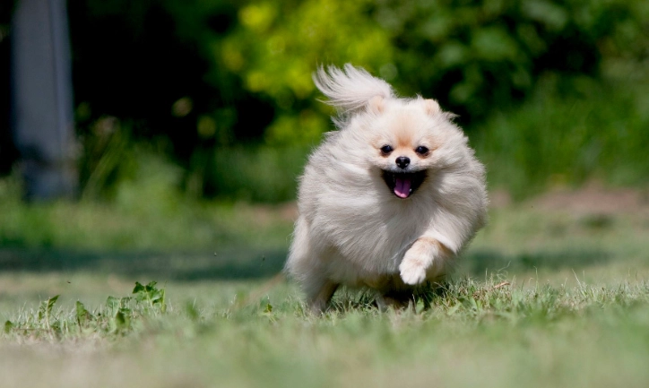 博美體重過重解決