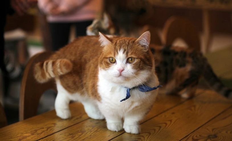 曼赤肯短腿貓認養