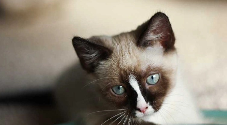 貓愛滋傳染 貓愛滋傳染