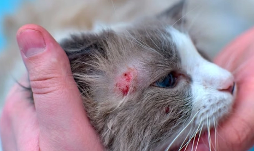 貓皮膚癬為什麼