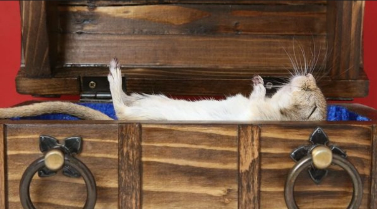 寵物離世心理調適