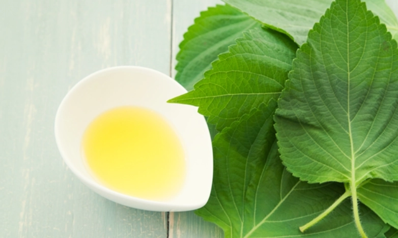 紫蘇油不良反應 紫蘇油不良反應