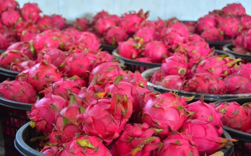 紅龍果重量 紅龍果重量