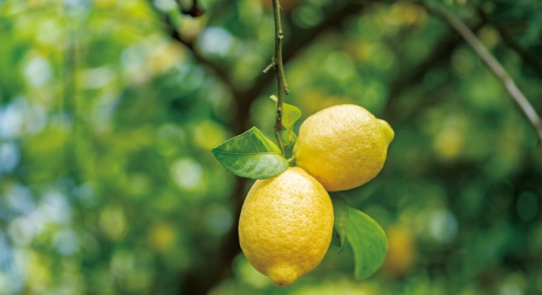 檸檬妙用 檸檬妙用