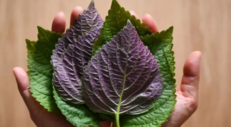 紫蘇葉泡茶做法 紫蘇葉泡茶做法