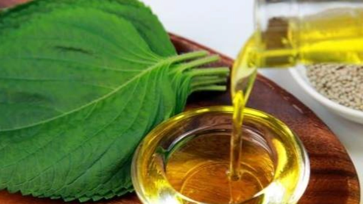 紫蘇油安全使用 紫蘇油安全使用